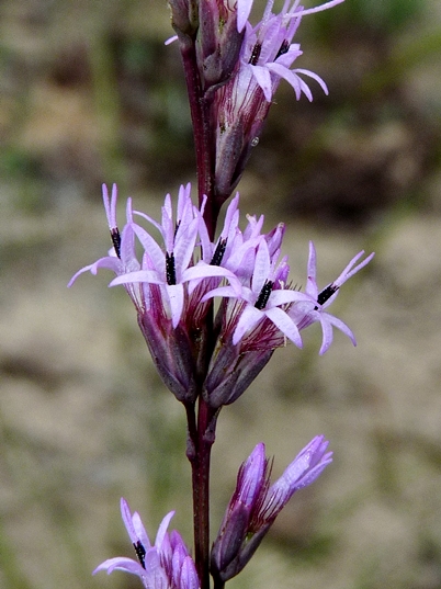 {Liatris tenuifolia}